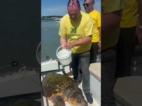 Porto Cesareo, salvata una Caretta caretta.